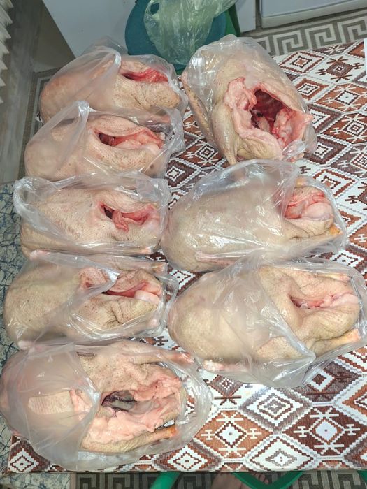 Продам жирных гусей порода Линда