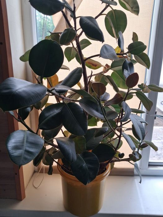 Продам цветы красивые.