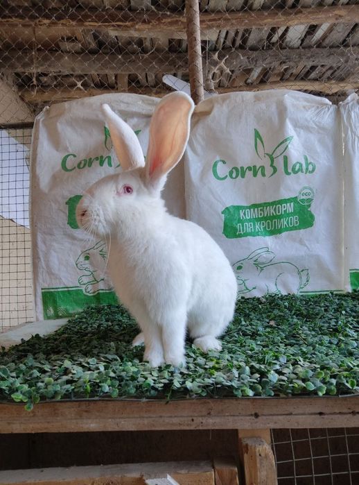 Velikan+ hikol quyon sotiladi !