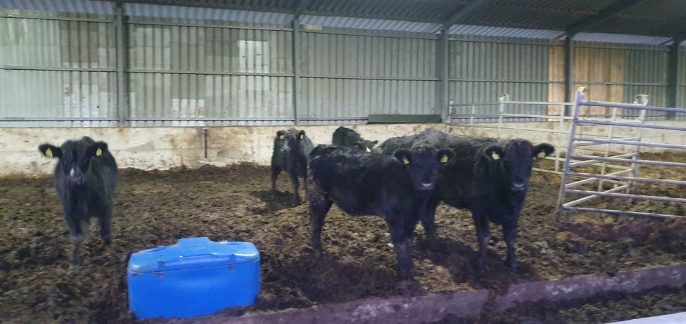 12 vitele angus in primavara 2025