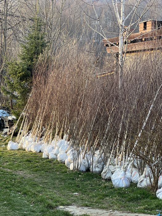 Mestecan alb plante ornamentale de orice specie pret minim