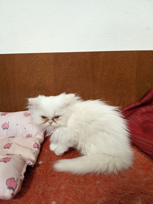 Продавам чистокръвни персийски котенца
