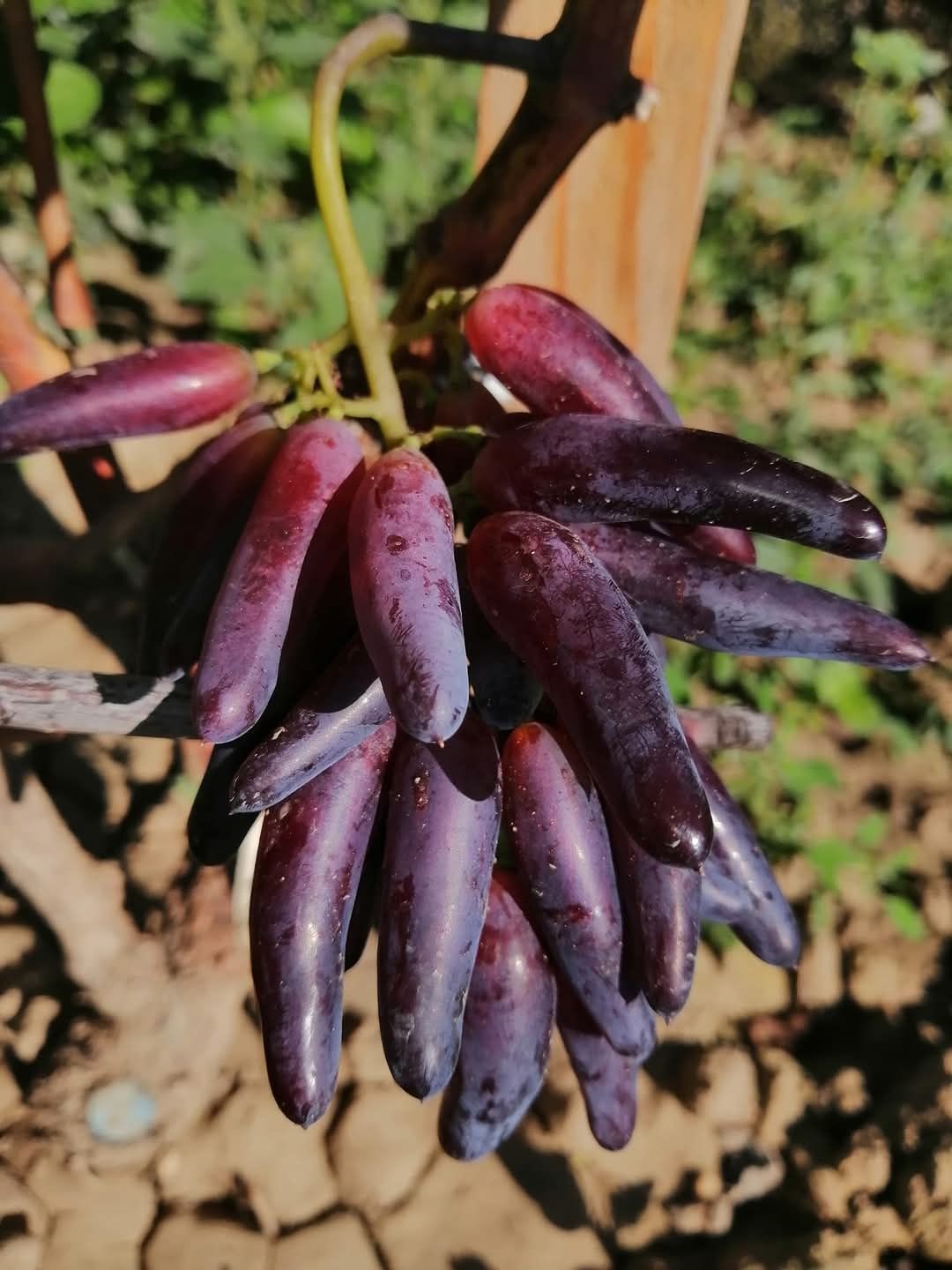 Soiuri Noi vita de vie la ghiveci