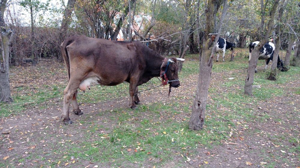 Vând vacă blândă, rasă brună