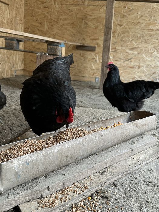 Vand oua Australorp pt incubat