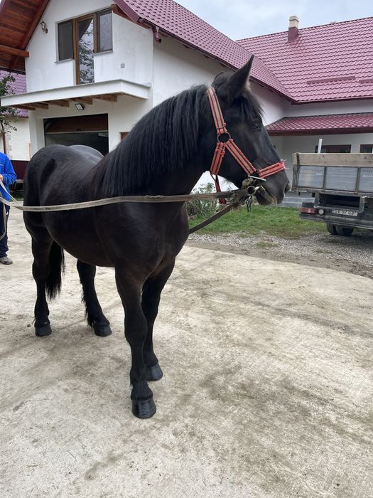 Vand manz 1,5luni foarte bland