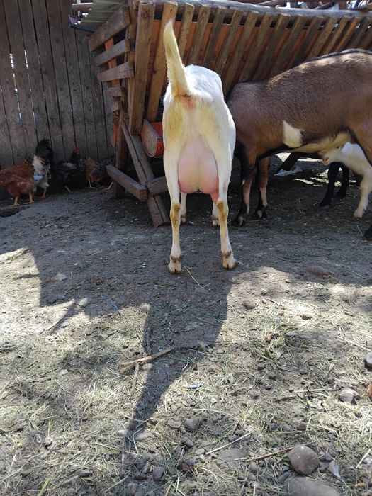 Vind capre anglo nubiane și țap anglo nubieni