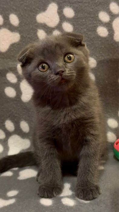 Scottish fold pisici