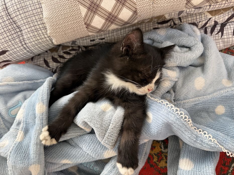 Mushukchalar hadiyaga