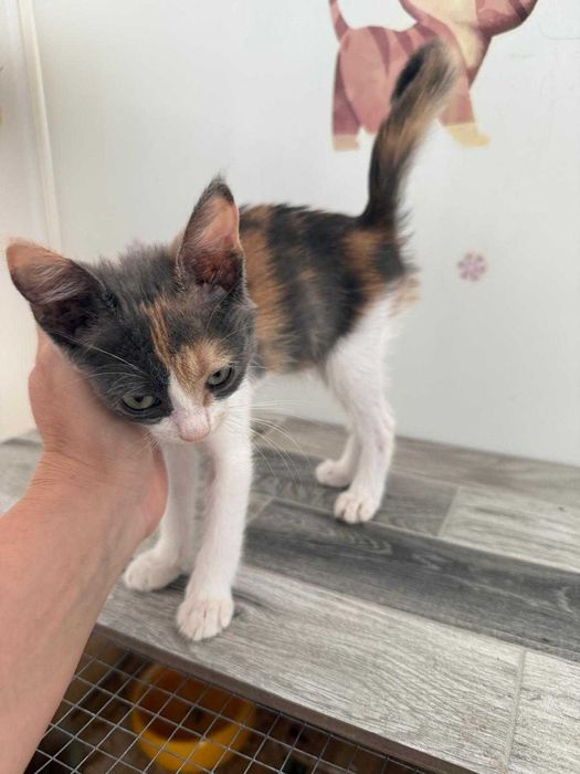 Adoptie pisicuta - ia ma acasa si te voi iubi neconditionat