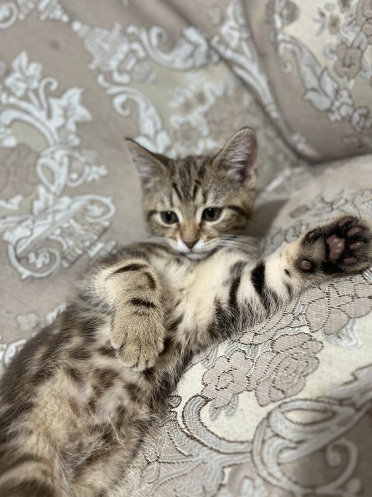 Шотландский котёнка