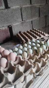 Продаются яйца недорого