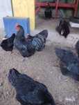 Familie Australorp negru