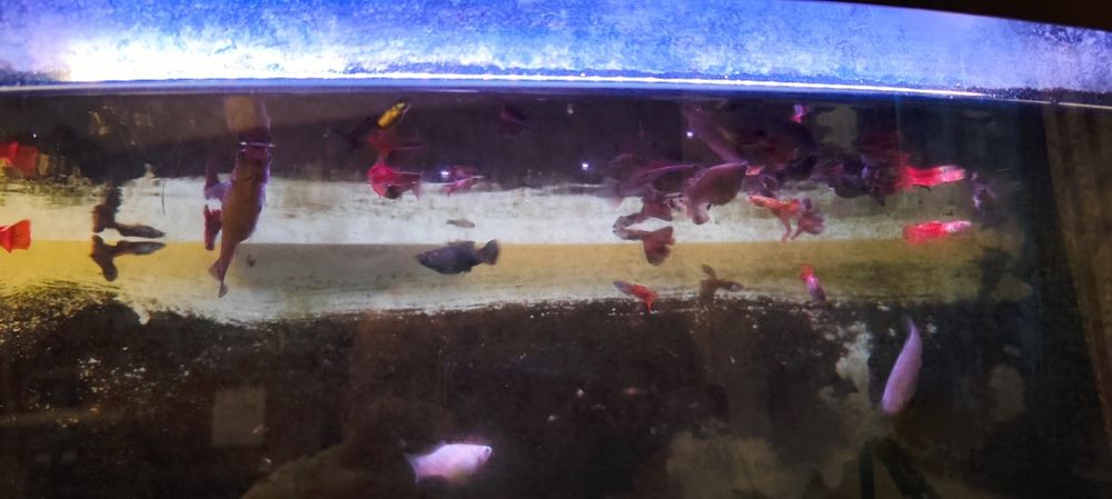 Pesti exotici, vivipari - Guppy - Gupi - super ieftini