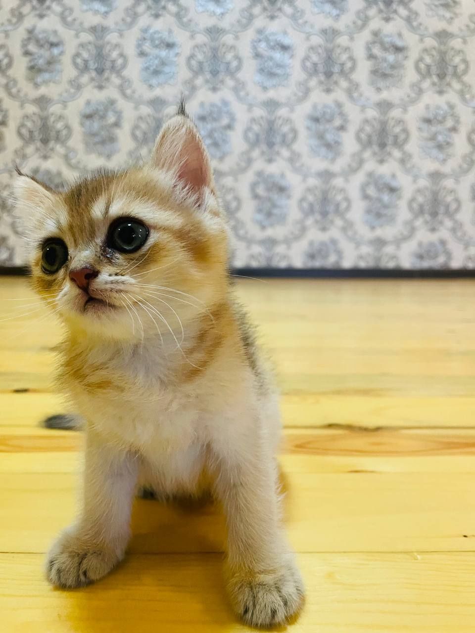 Мушук Скоттиш фолд