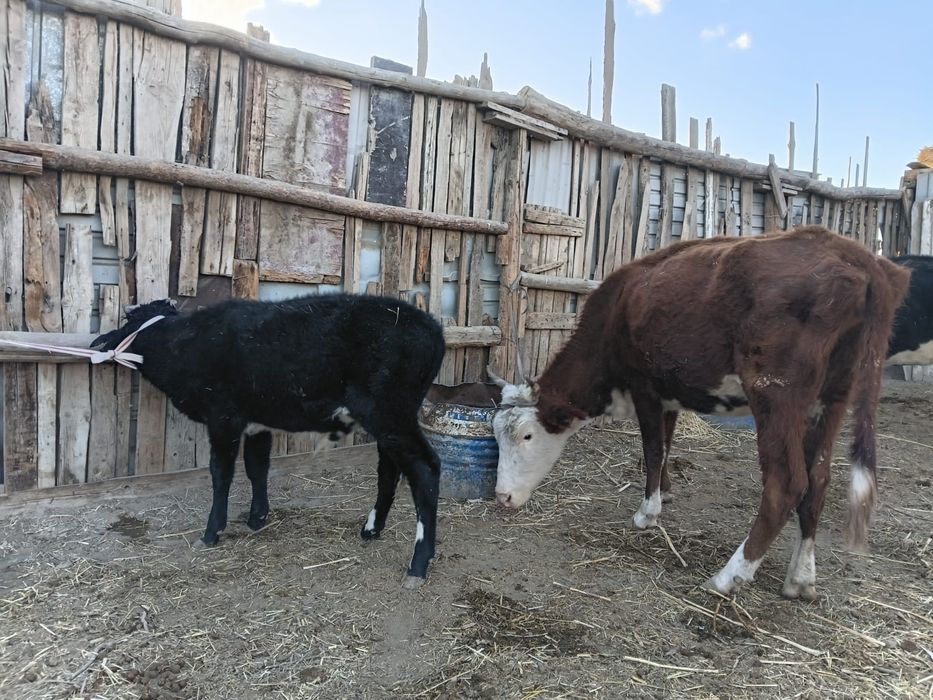 Бузаулы сиырлар сатылады