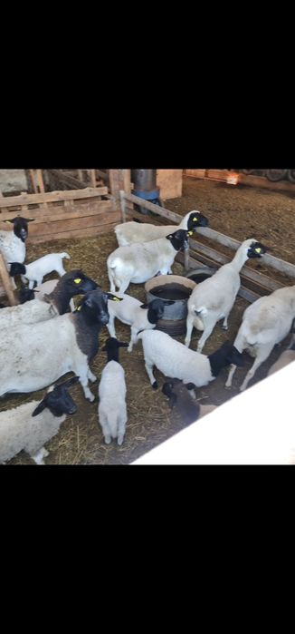 Vând oi dorper gestante