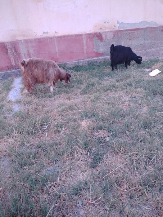 Сотилади Когон да