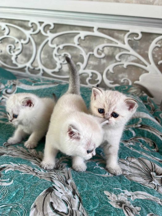 Поинт Шиншилла тозза зоттор. Кони тоза козлари кук