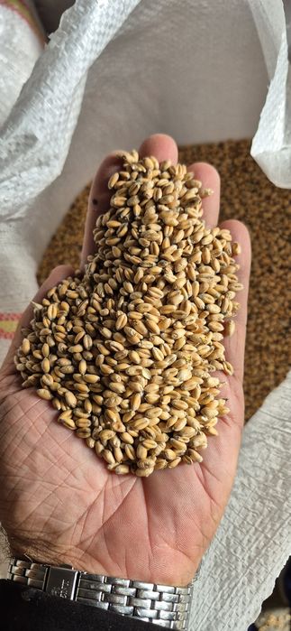 Vand grâu recolta 2025