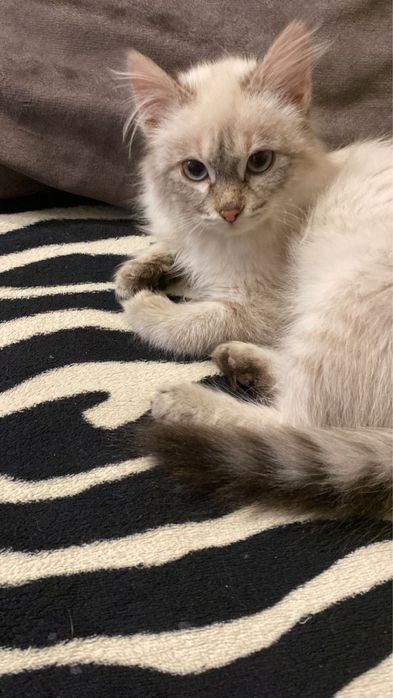 Катёнок отдам в хорошие руки