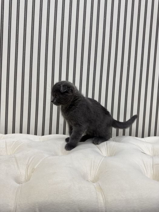 Scotish fold 2 oylik qiz arzon qilib beraman tez srochni