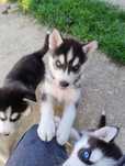 Vând pui Husky siberian