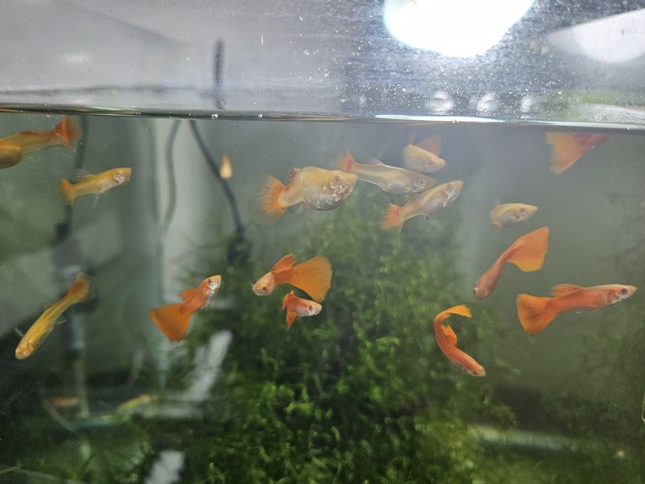 Guppy din linii alese