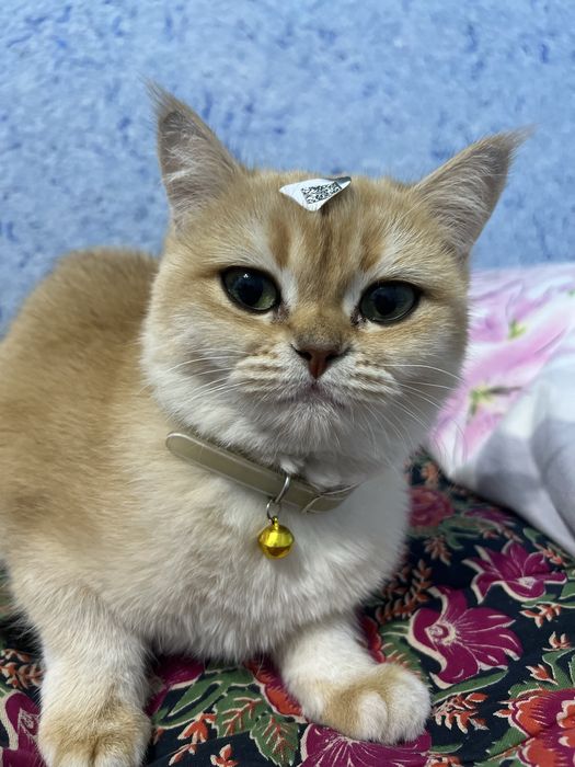 Огил бола мушук керак вязкага. Золотая шиншилла ny12