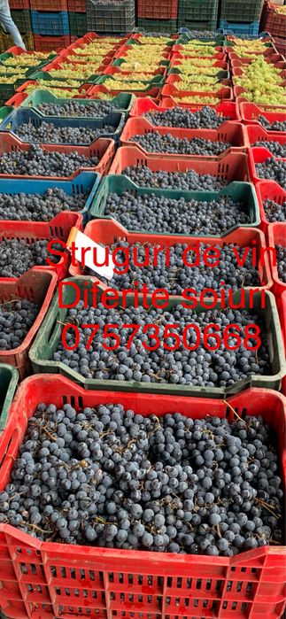 Struguri de vin diferite soiuri