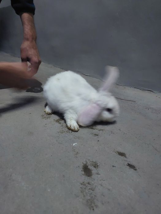 SHalponquloq quyoncha sotiladi