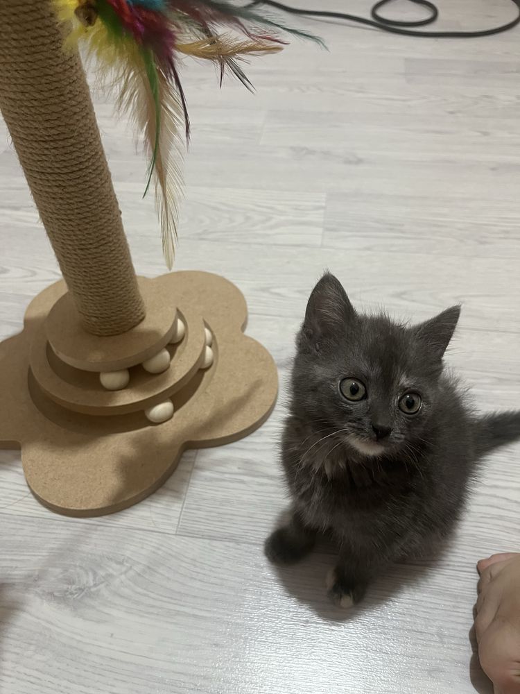 котенок 3 месяца девочка