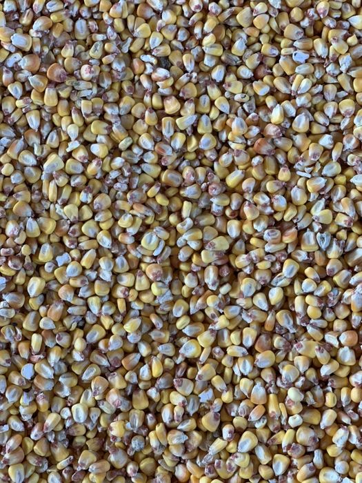 Vand porumb/grau/uruiala/fl. Soarelui/orz/ sorg rosu/ amestec porumbei