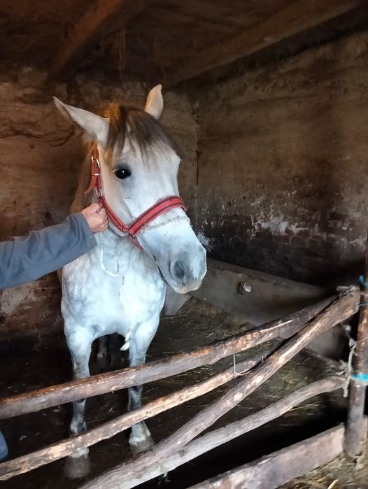 Vand iapa sura de 5 pe 6 ani cu manza de 3 luni