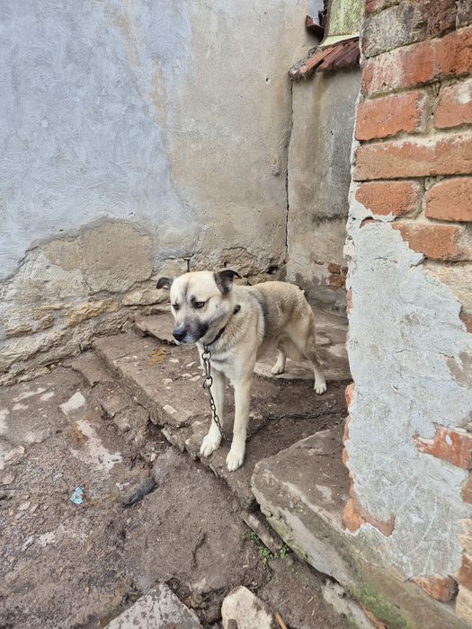 Голямо младо куче