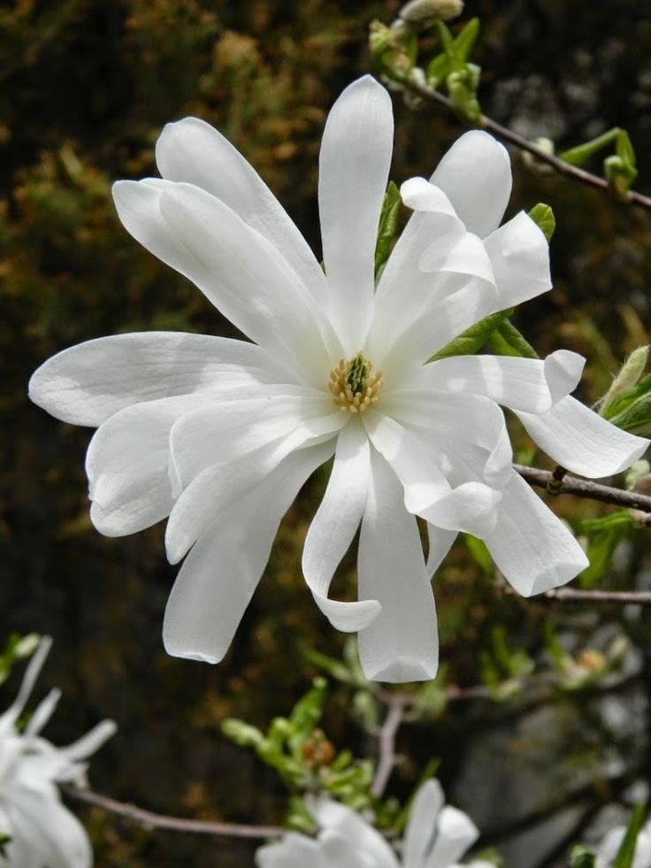 Magnolia Rustica Ruba -Roz închis