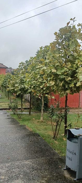 Plante ornamentale pentru grădina ta – transport inclus