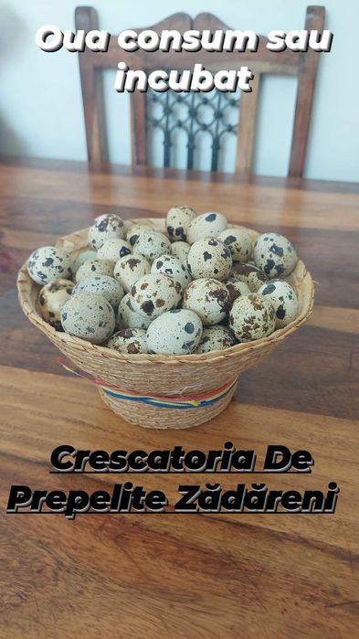 Vând prepelite 5 rase