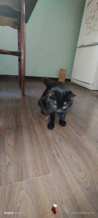 продам Йоркская шоколадная кошку