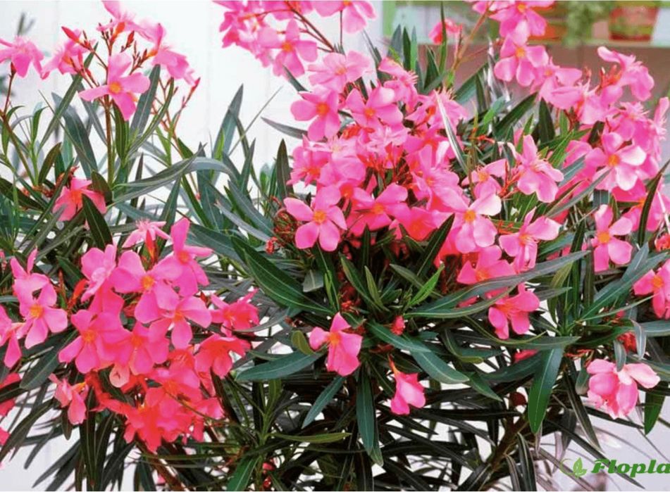 Комнатный цветок Олеандр