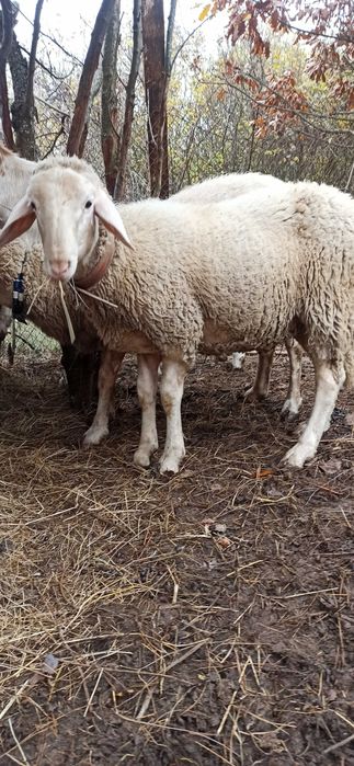 женско яре, мъжко шиле, Неми патици(женски)