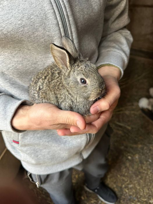 Quyon va quyon bolalari