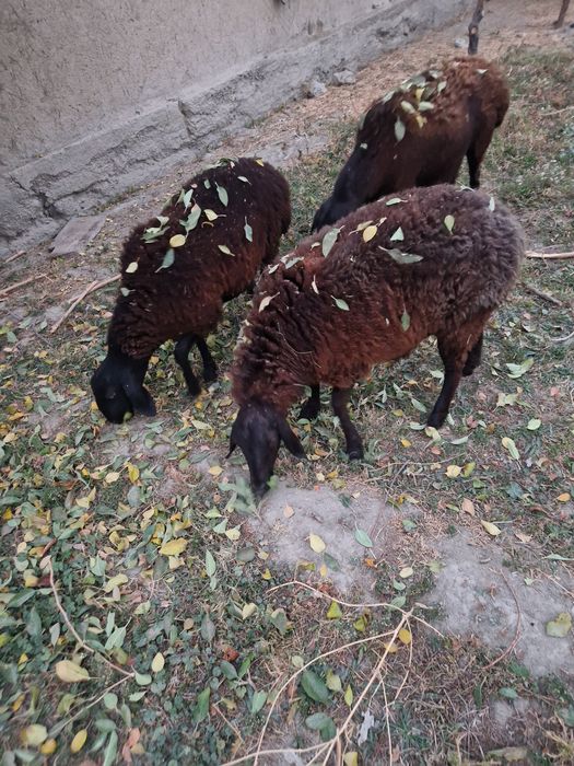 Куйлар сотилади  экзак