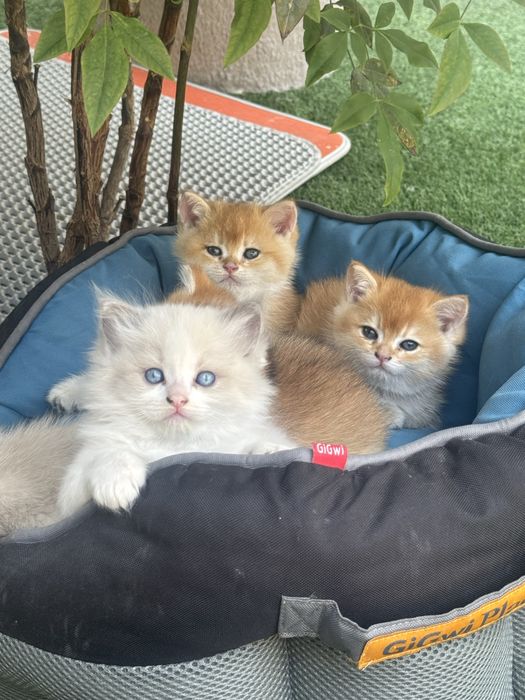 рэгдолл кошка 1 месяцев