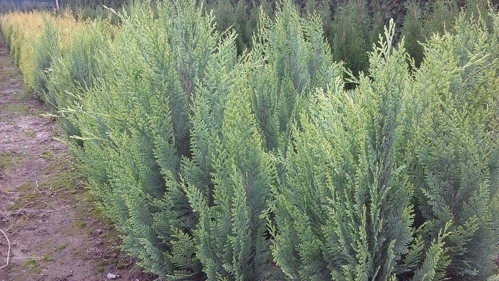 Tuia arbusti ornamentali ( sau pentru garduri vii)