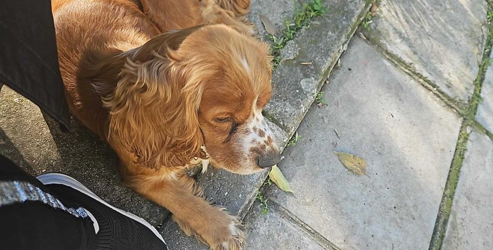 Подарявам кокер шпаньол-БУРГАС