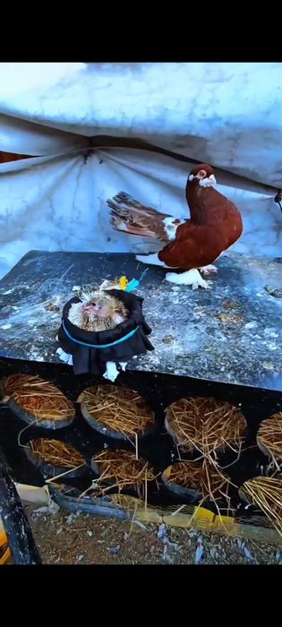 Porumbei Volga pereche