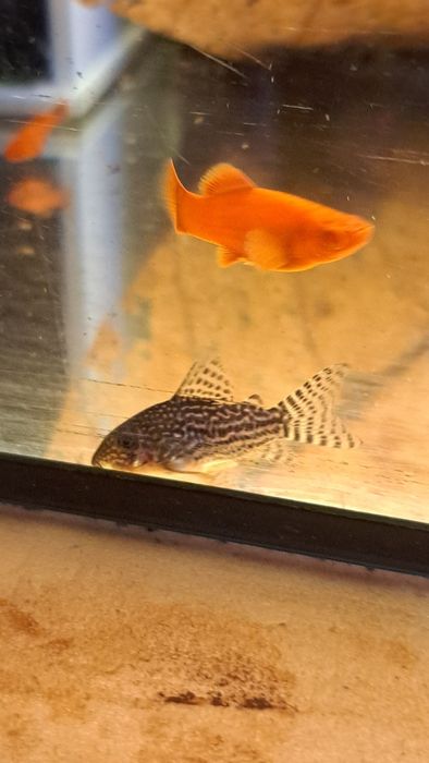 Pesti de acvariu corydoras sterbay juvenili.