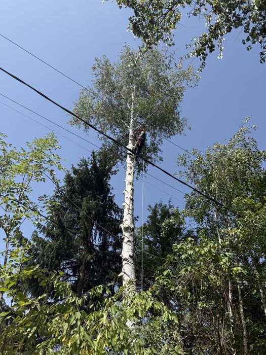 Рязане на опасни дървета в половин България  / Арборист / Arborist