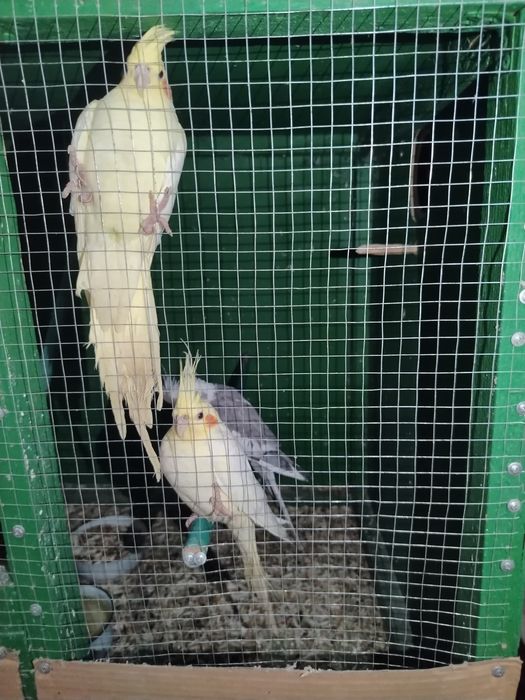 Karela sotiladi 350.000